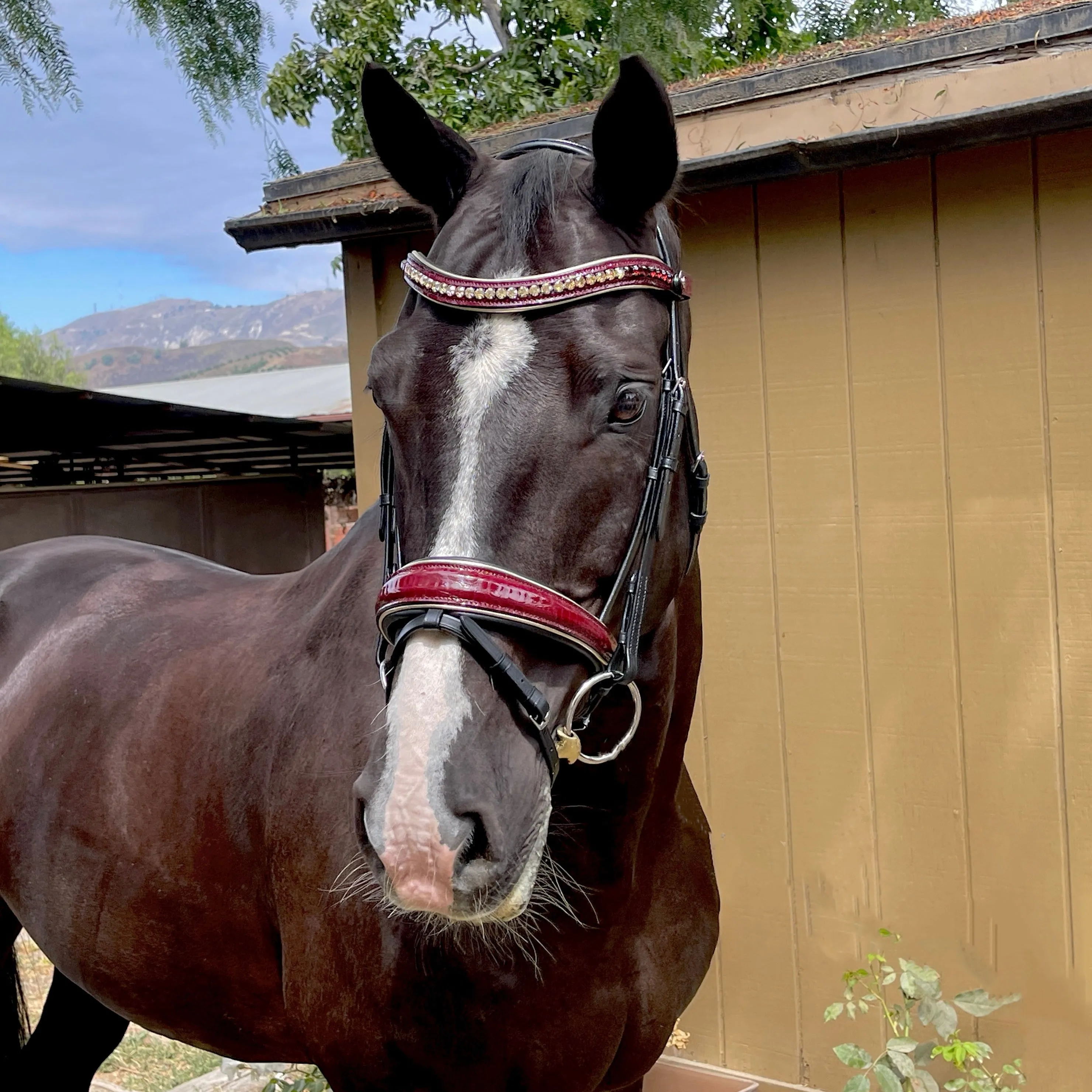 The Vineland - Black Leather & Burgundy Patent Snaffle Bridle